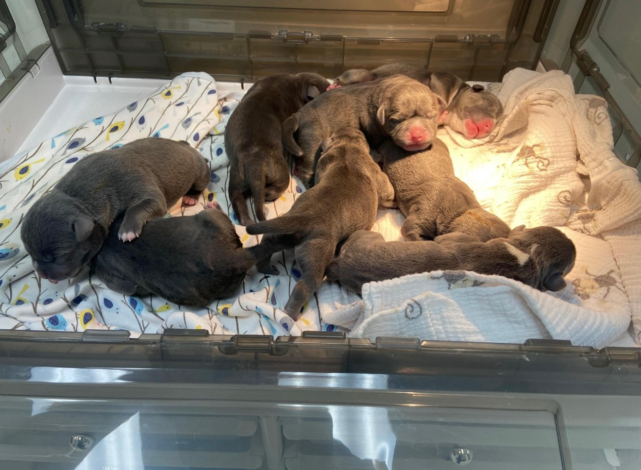 Litter photo